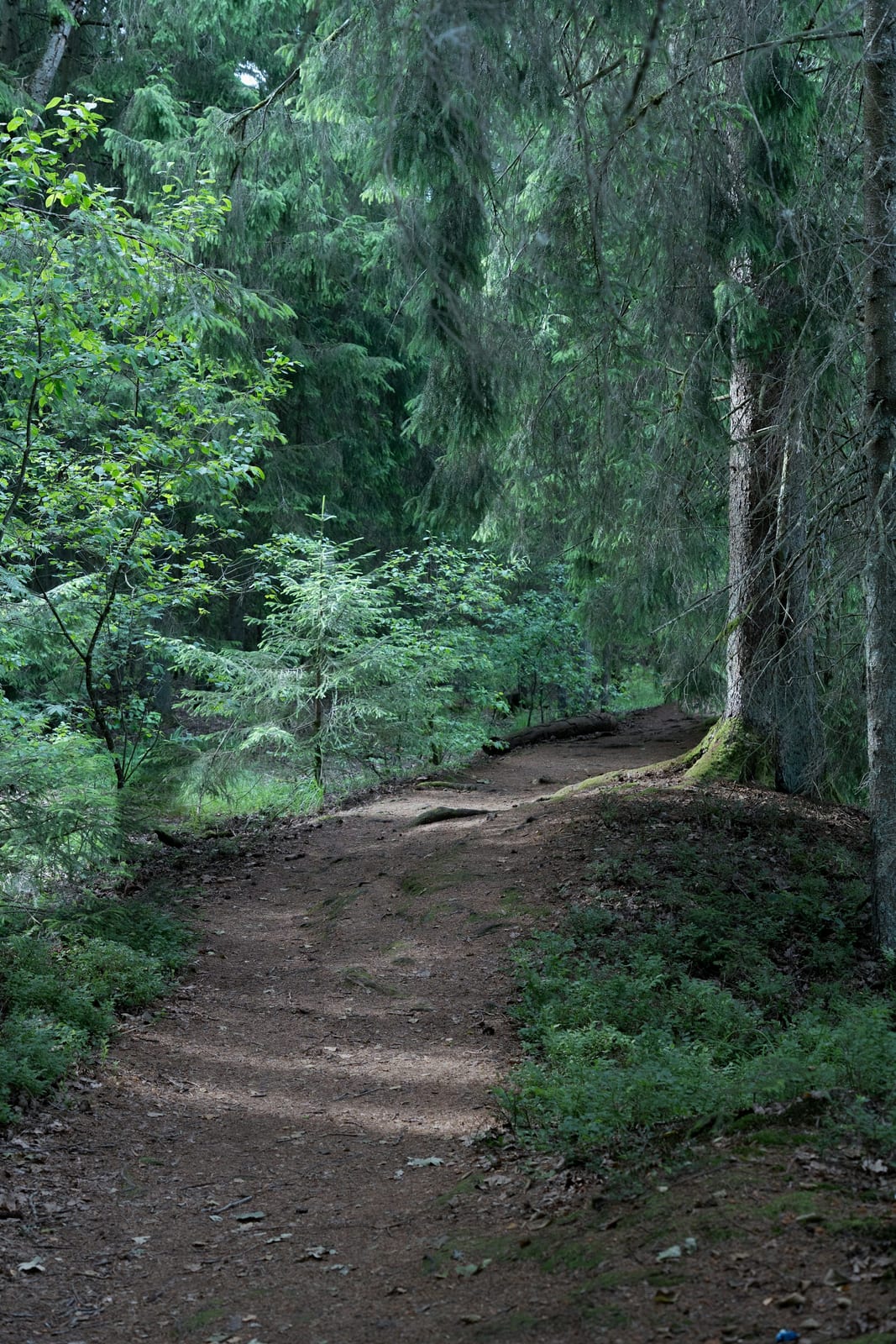 Winding dirt path through dense green forest