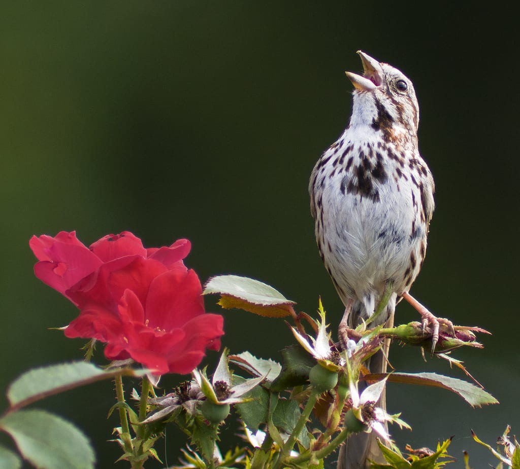 A Song Sparrow singing at Battery Park, New Castle, Delaware, USA.
