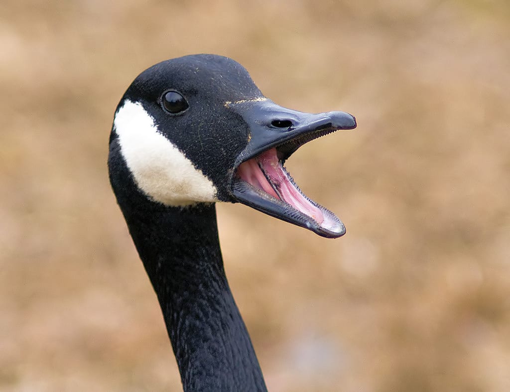 A Canada Goose in Becks Pond, Delaware, USA.