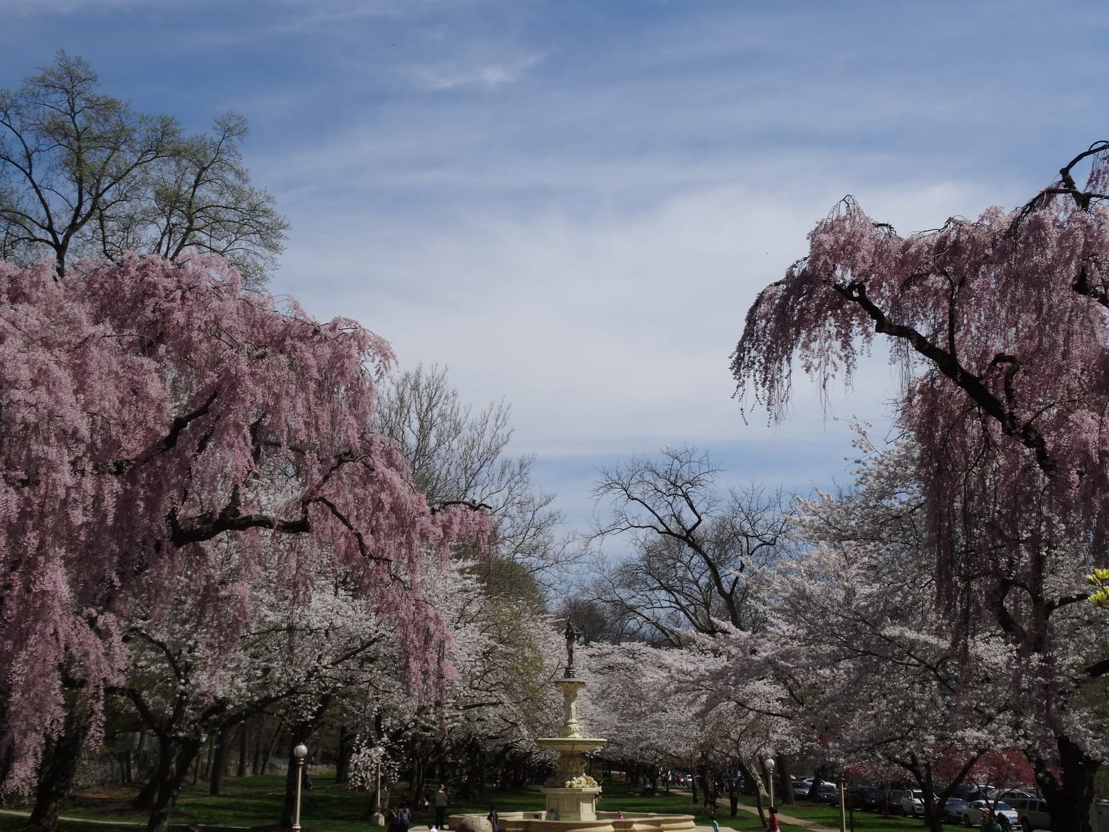 Pink and white cherry blossoms framing the Josephine Garden fountain under a blue spring sky at Brandywine Park, Wilmington, Delaware.