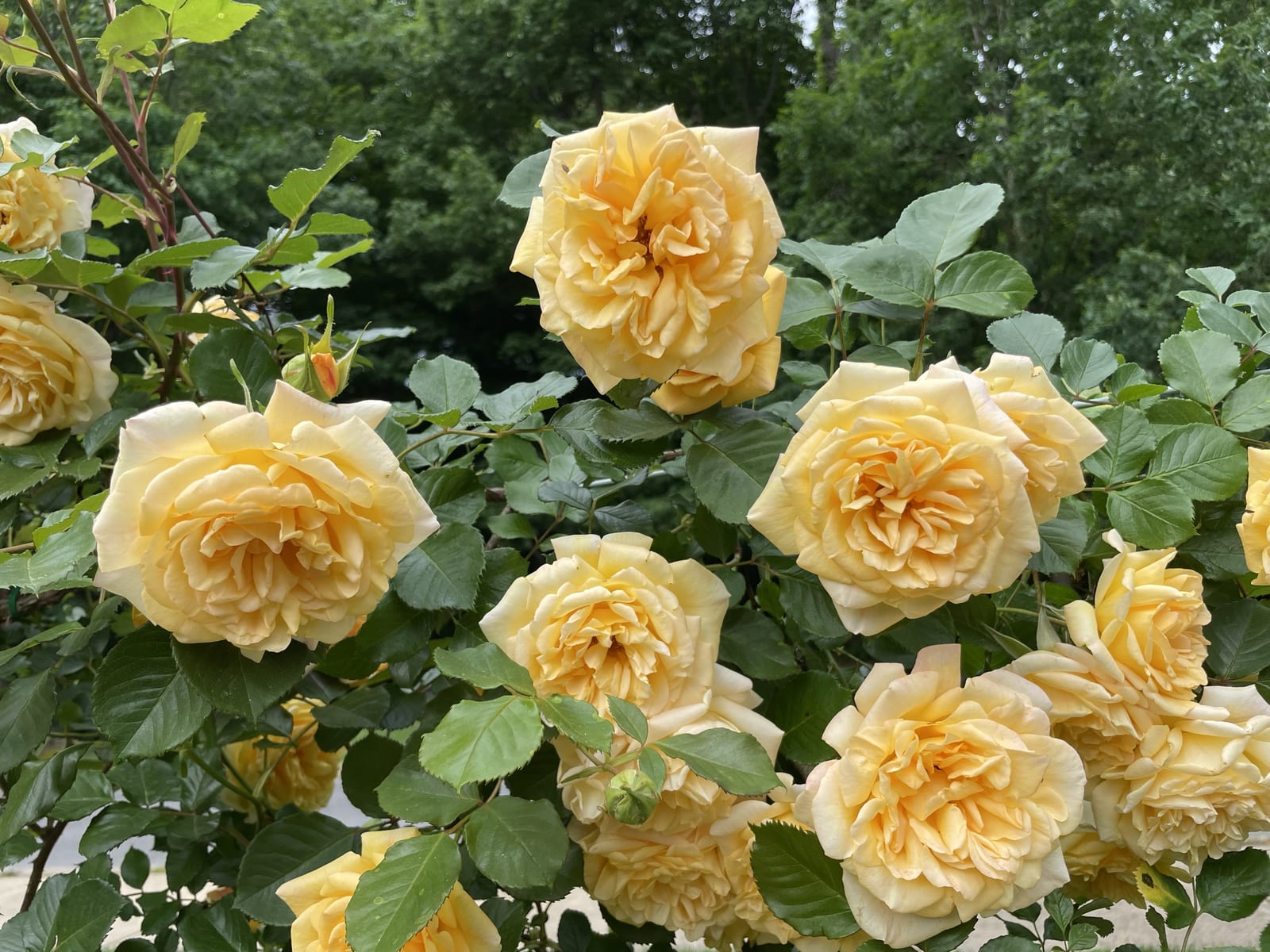 Yellow roses in bloom in the rose garden at Brandywine Park