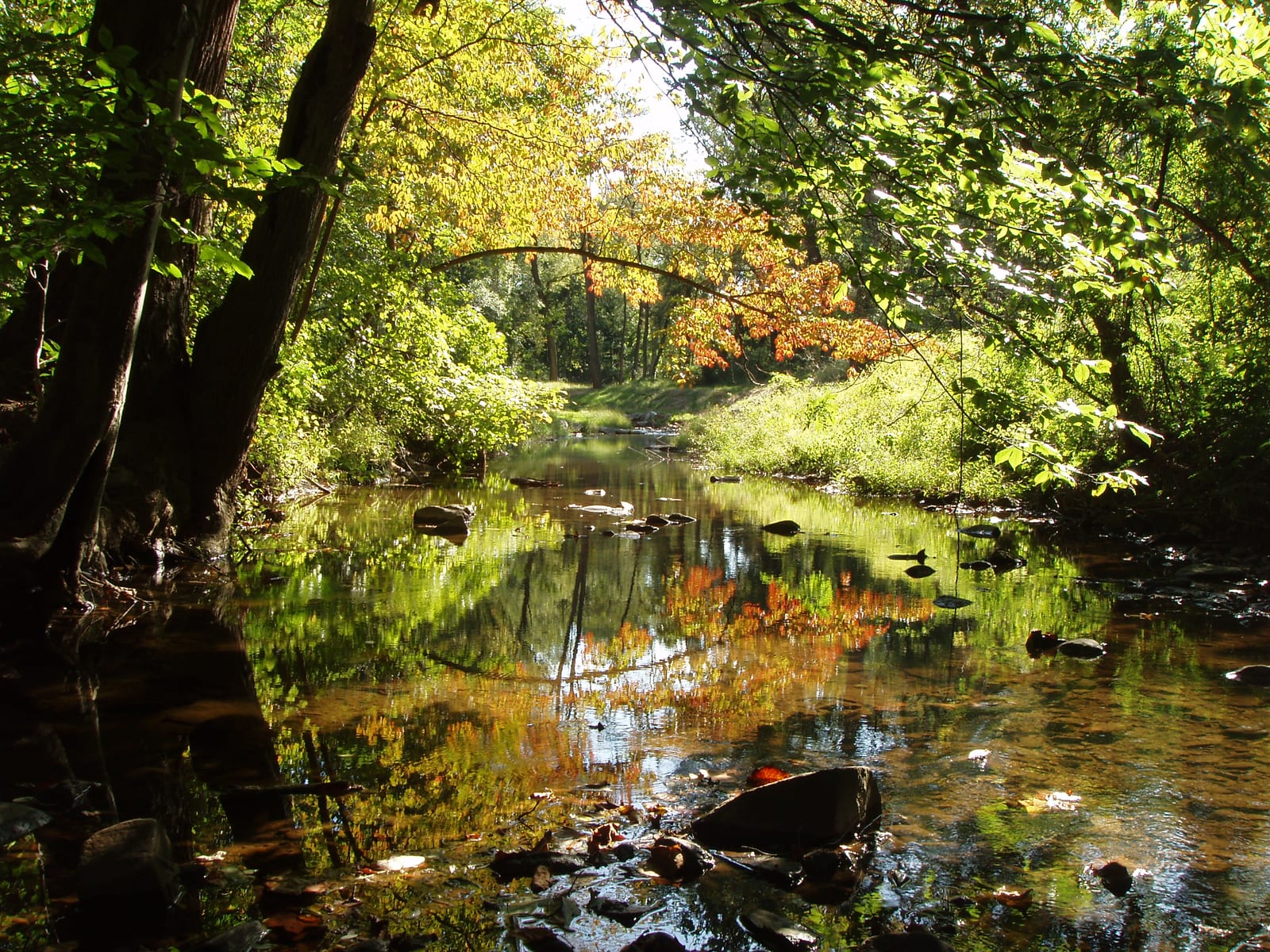Wooded path along the creek at Brandywine Springs Park