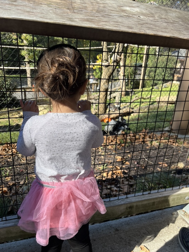 A young visitor in a pink tutu peers through the fence at an animal habitat at the Brandywine Zoo