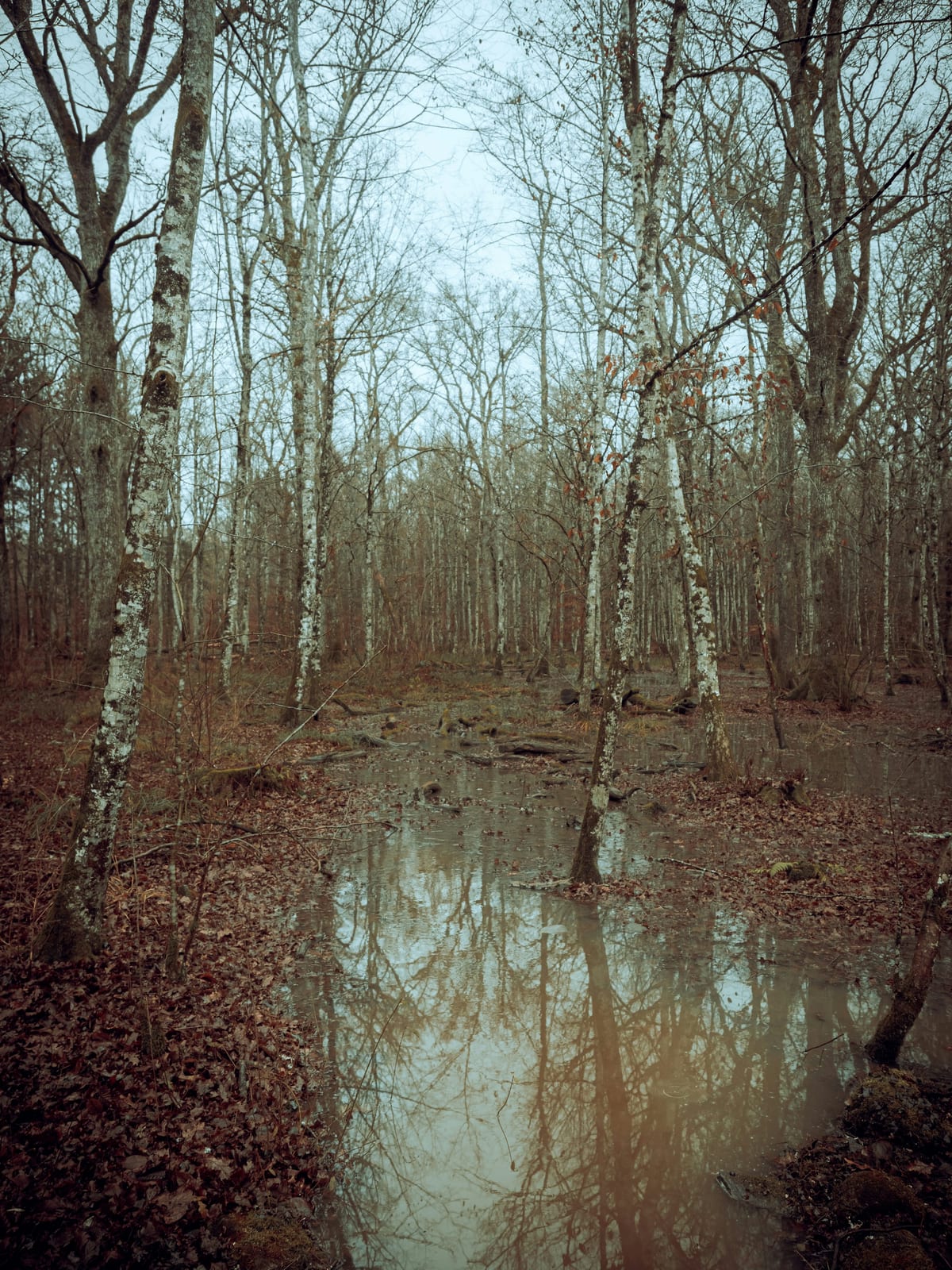 Small river running through a forest