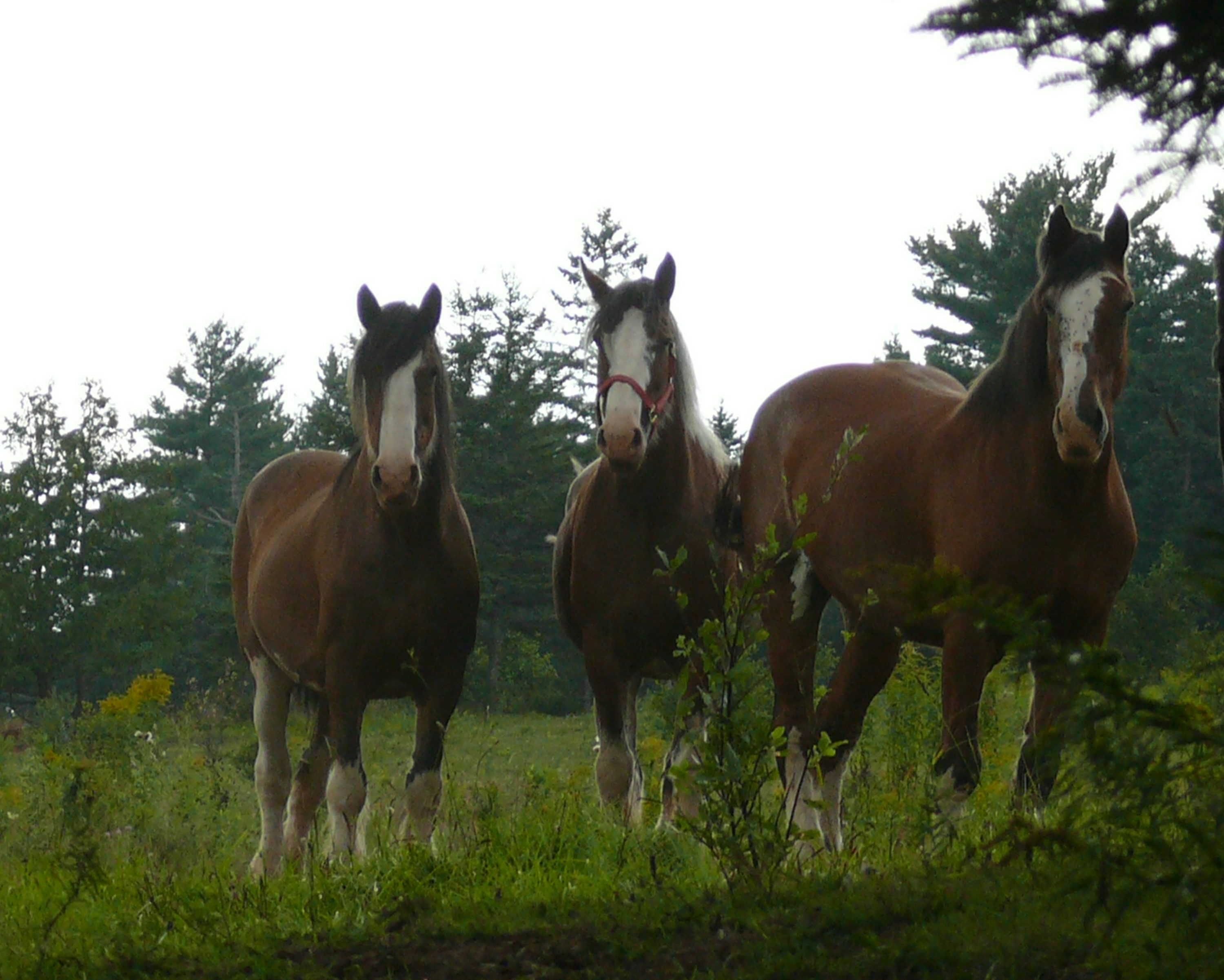 Three horses standing in a grassy field