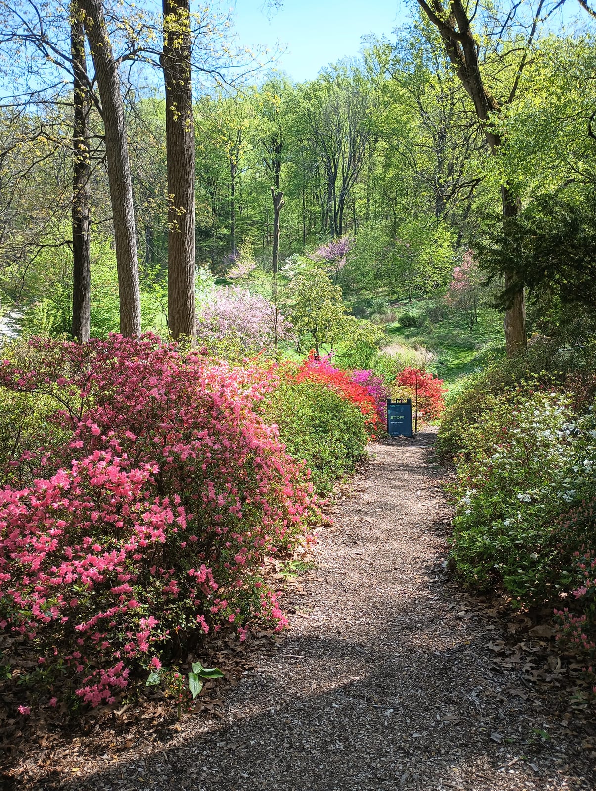 Jenkins Arboretum woodland garden in bloom