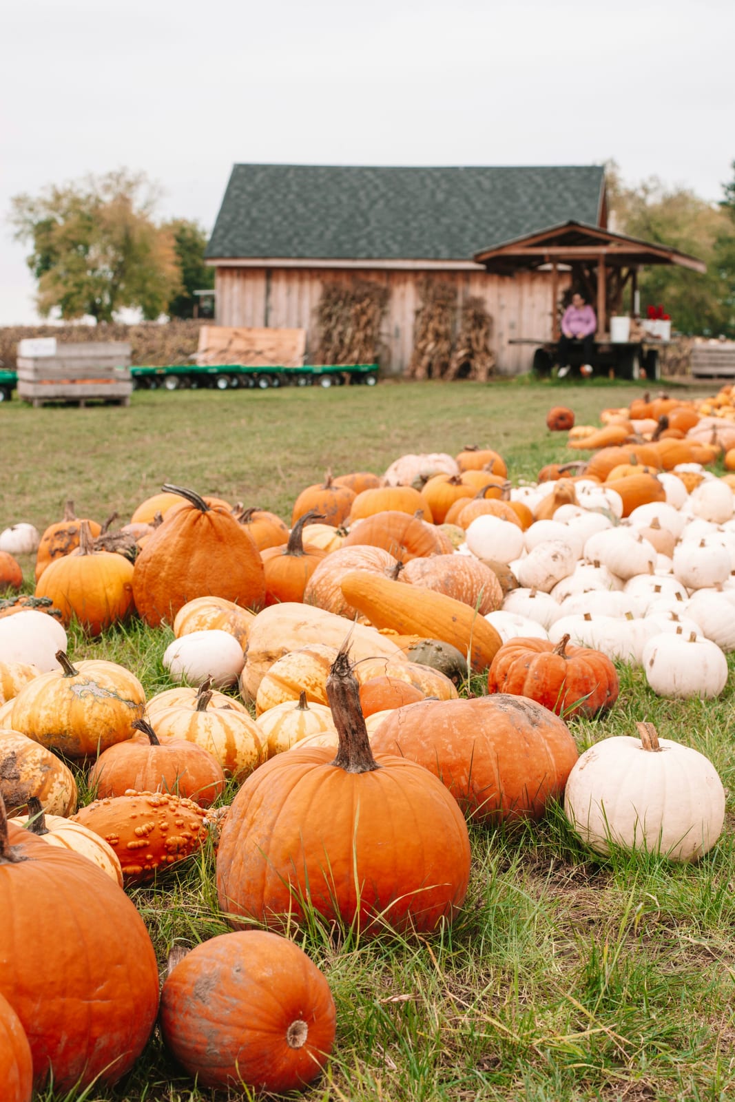 Field full of pumpkins with a barn in the background