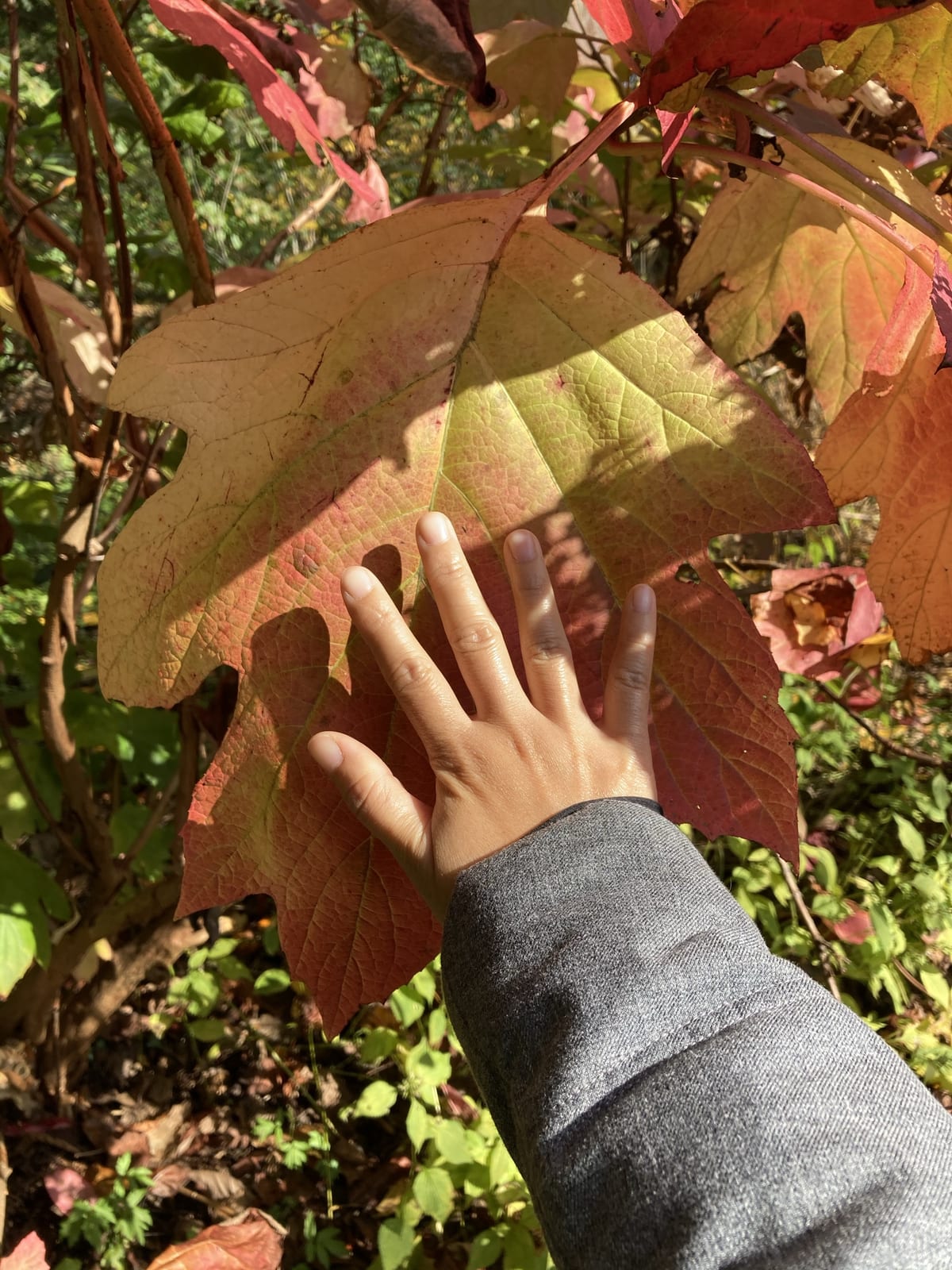 A child's hand reaching for a big autumn leaf at Mt. Cuba Center