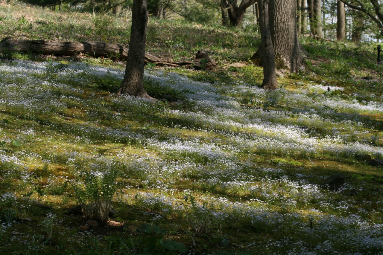 Dogwood patch in bloom at Mt. Cuba Center