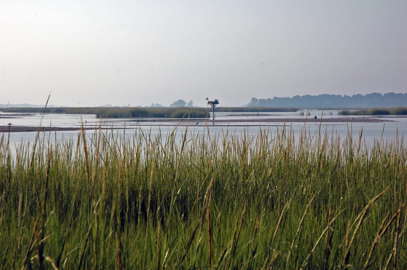 Salt marsh at Prime Hook National Wildlife Refuge near Milton, Delaware