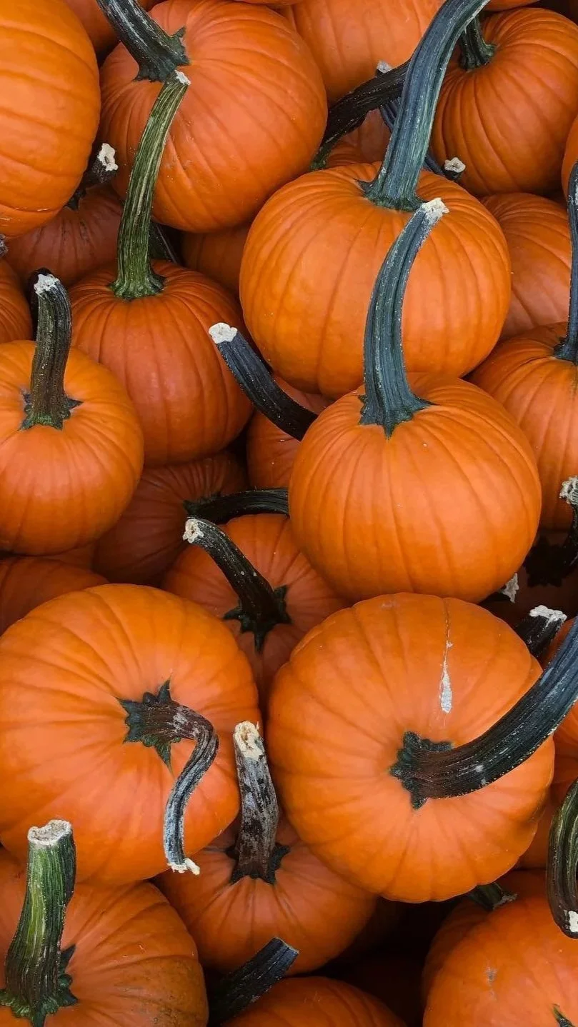 Pumpkin patch at Ramsey's Farm during fall festival