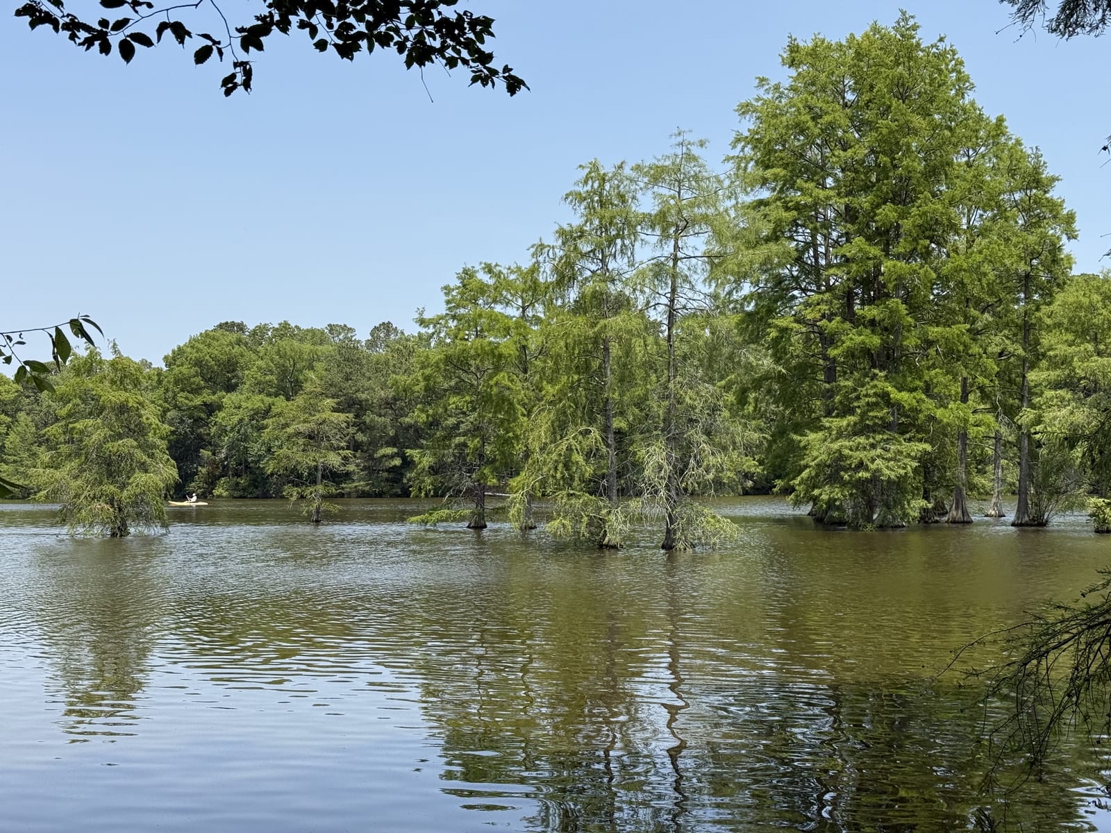 Bald cypress trees standing in the water at Trap Pond State Park, Laurel, Delaware