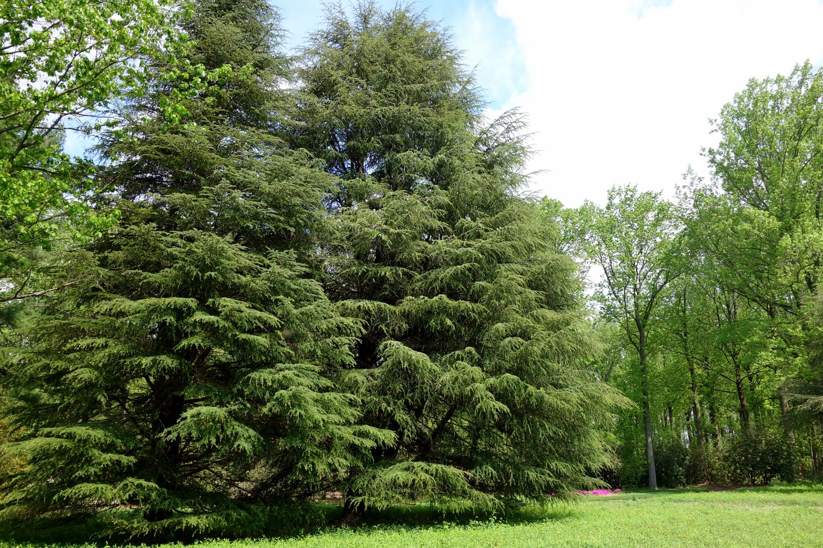 View across Tyler Arboretum gardens